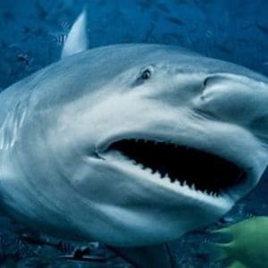 bull shark with mouth open in Beqa Lagoon