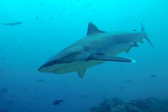 shark swimming in medium visibility in Fiji