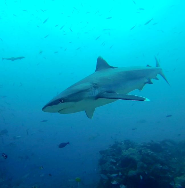 shark swimming in medium visibility in Fiji