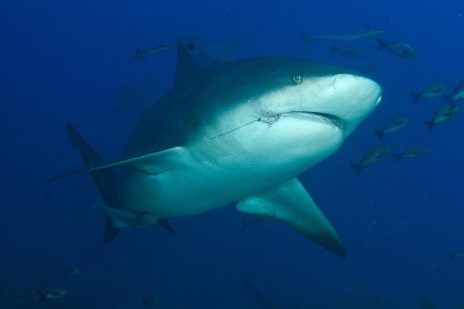 bull shark diving fiji