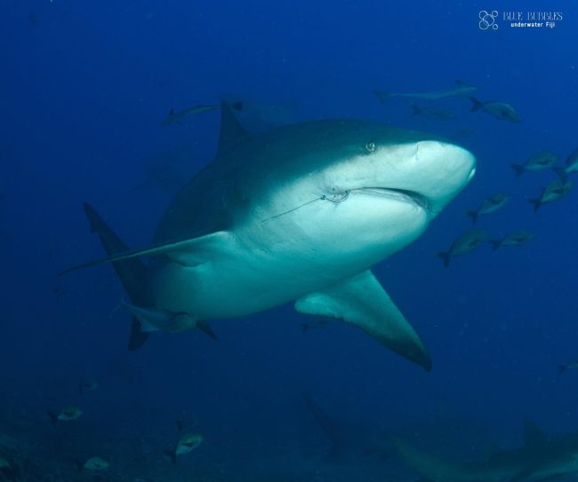 received_218954830754169 bull shark diving fiji