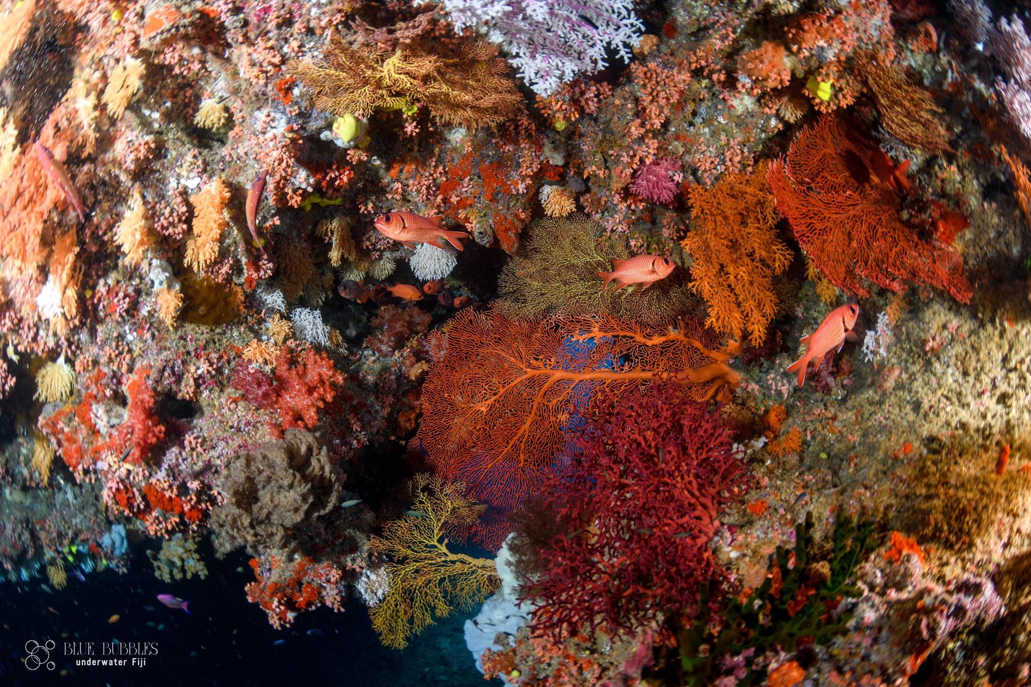 received_6119636374823248 hard corals in Fiji