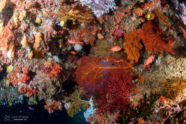 hard corals in Fiji