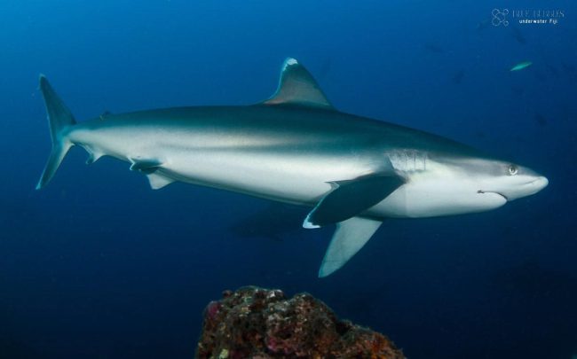 shark cruising the reefs in Fiji's Beqa Lagoon