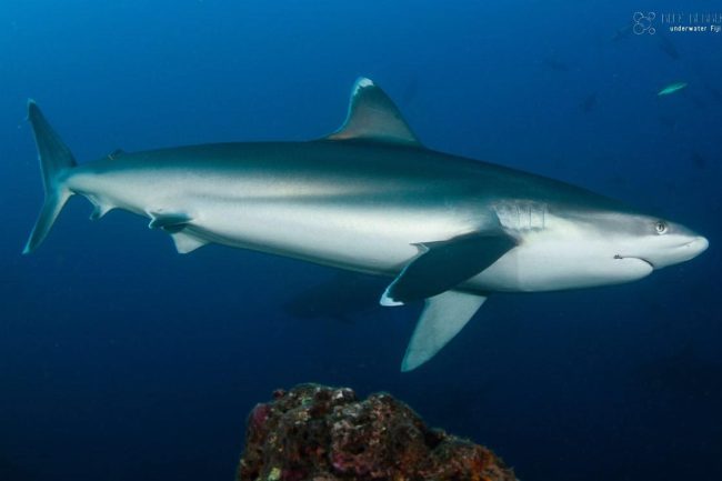 shark cruising the reefs in Fiji's Beqa Lagoon