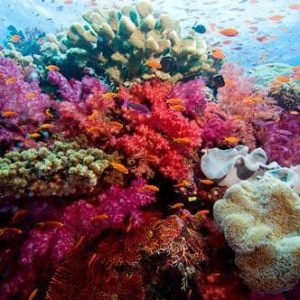soft coral diving in Fiji's Beqa Lagoon