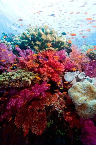 soft coral diving in Fiji's Beqa Lagoon
