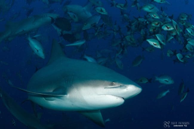 bull shark diving fiji