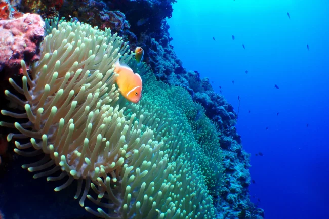 clownfish on reef in fiji