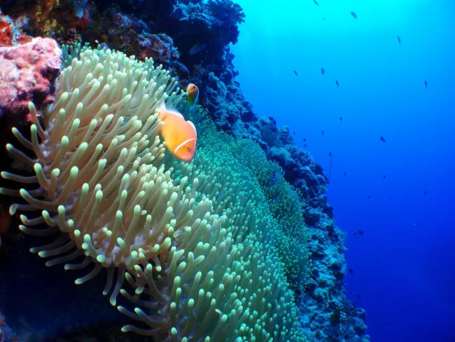 clownfish on reef in fiji