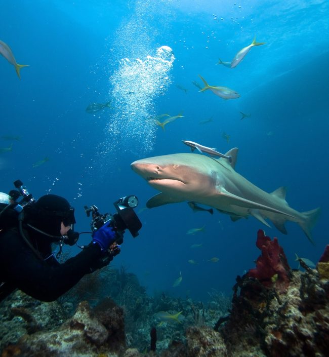 lemon shark fiji