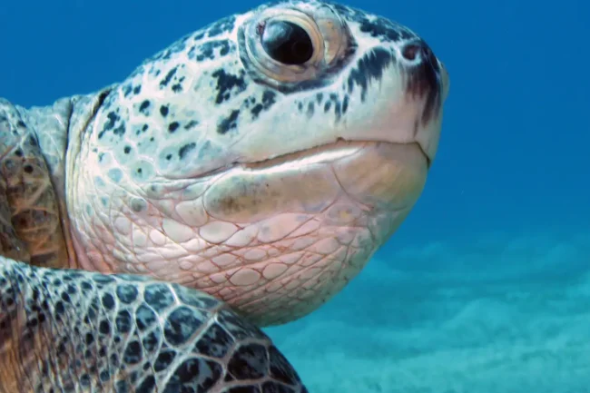 turtle looking at the camera in Fiji