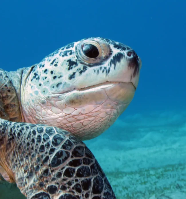 turtle looking at the camera in Fiji