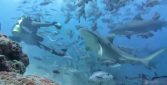 shark dive fiji bull shark