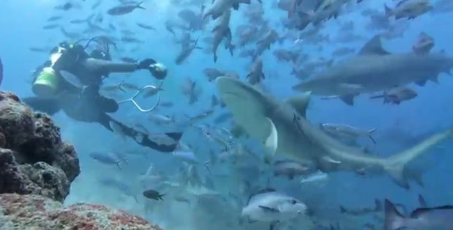 shark dive fiji bull shark