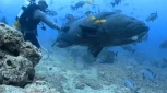 grouper fiji