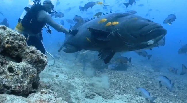 grouper fiji