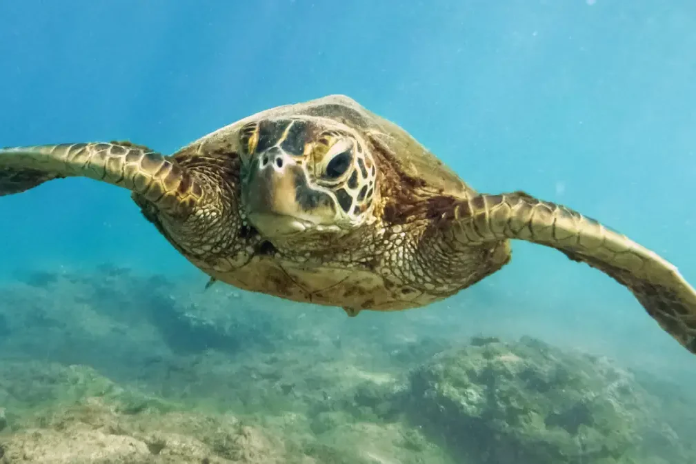 scuba diving month by month in fiji scuba diving month by month fiji