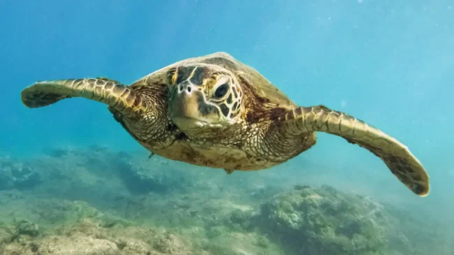 scuba diving month by month fiji