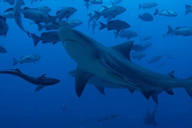 top 10 shark diving questions fiji