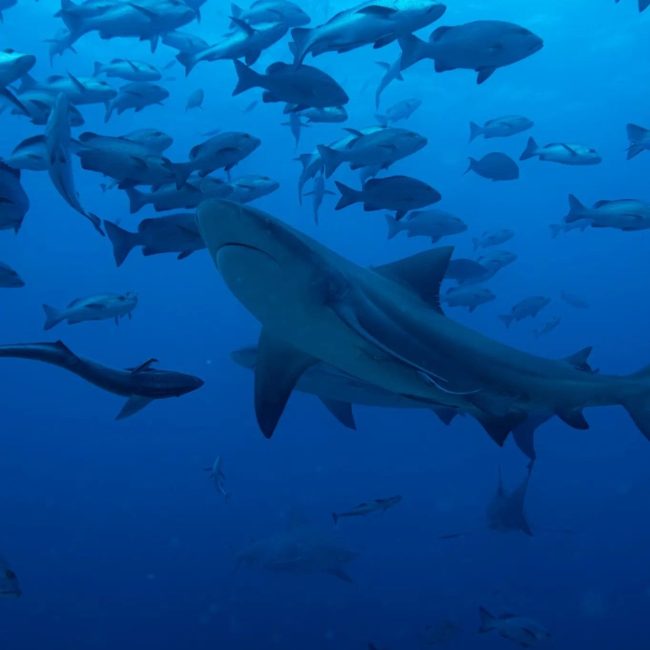 top 10 shark diving questions fiji