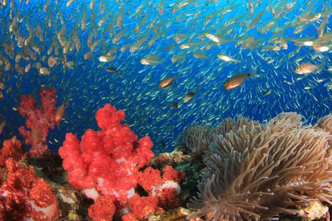 colorful fish amongst soft coral