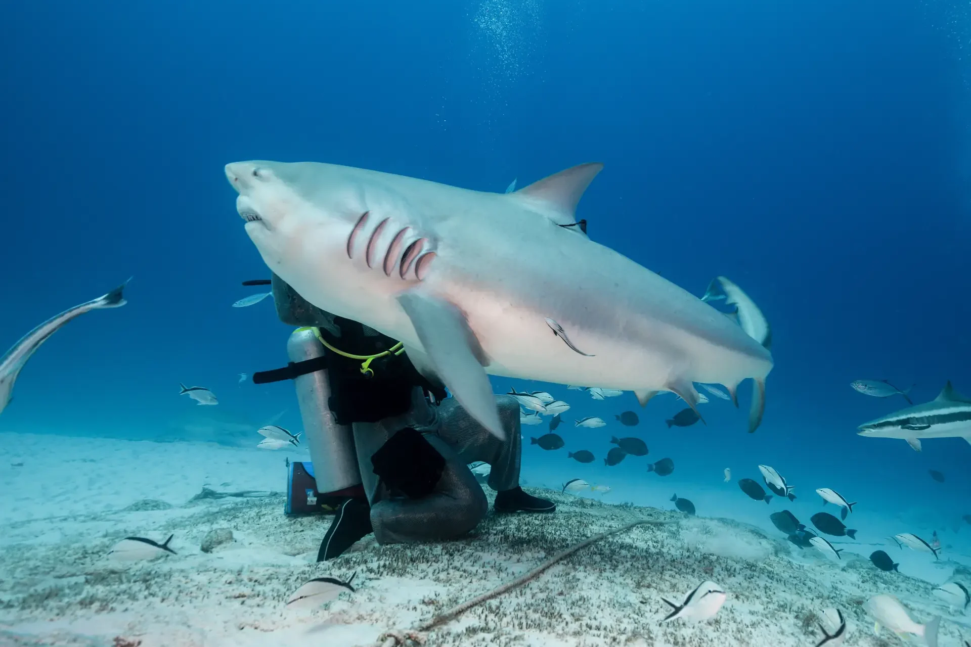 bull shark feeding in Fiji