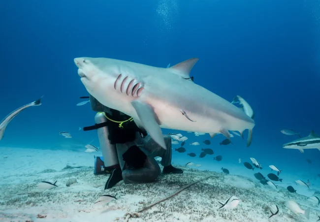 bull shark feeding in Fiji