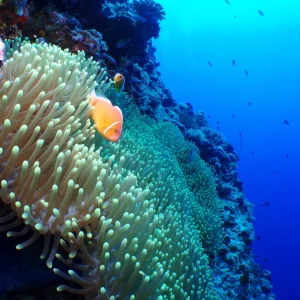 the coral of beqa lagoon with a clownfish amongst an anemone