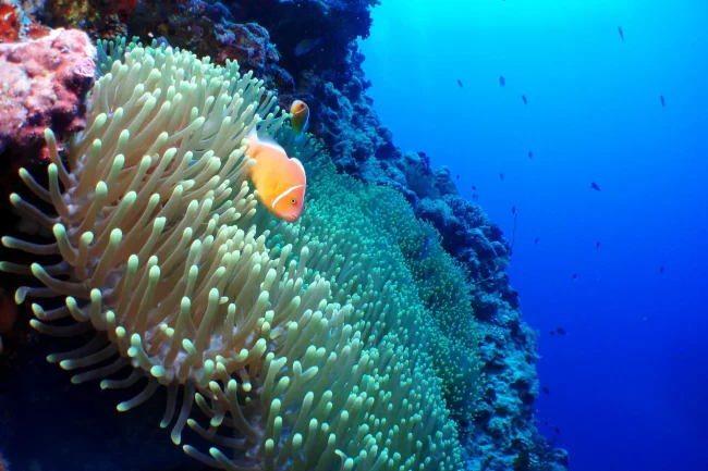the coral of beqa lagoon with a clownfish amongst an anemone