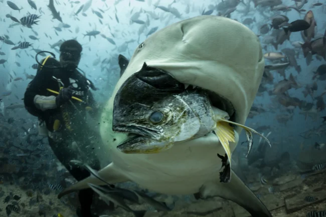 large bull shark with a fish head coming out of its mouth as seen on the Fiji Shark Dive