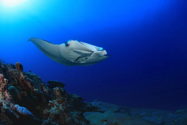 manta ray seen while diving in Fiji