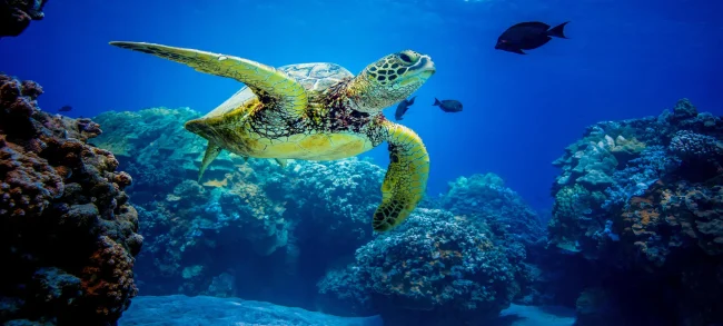 fijiseaturtle green turtle with a coral reef as backdrop