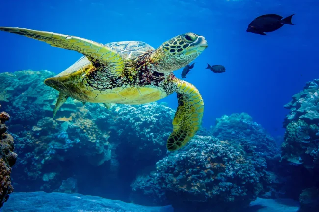 green turtle with a coral reef as backdrop