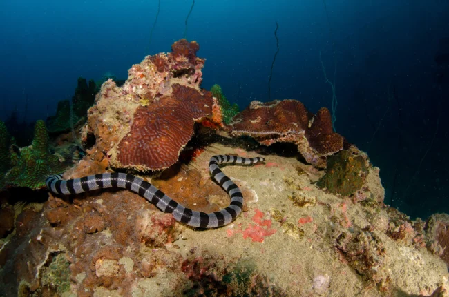 sea snake in fiji