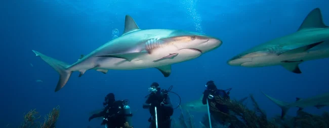 fiji shark diving pricing