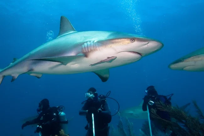 fiji shark diving pricing