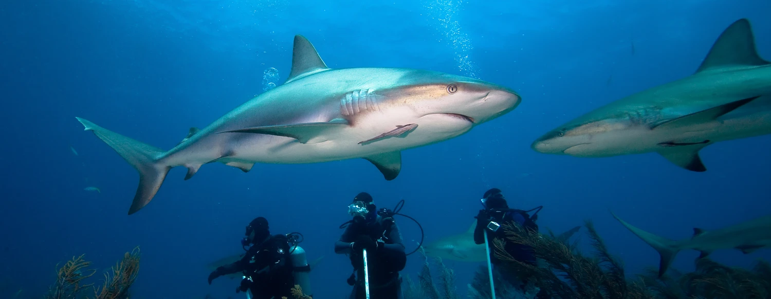 fiji shark diving pricing