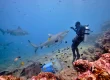 fiji shark dive feeding