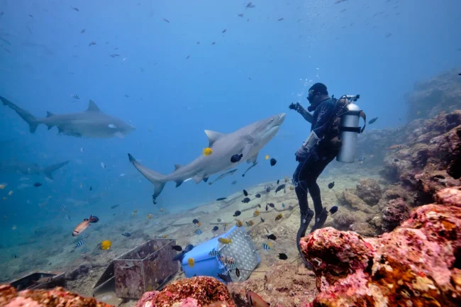 fiji shark dive feeding