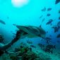 silvertip shark being hand fed.