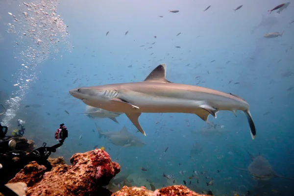 Silvertip shark at The Colosseum, Beqa Lagoon