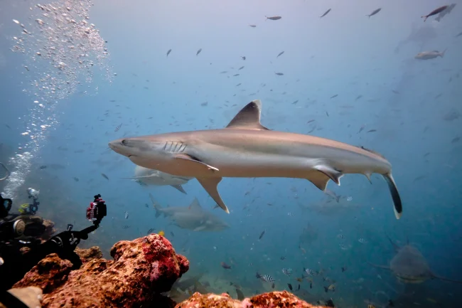 silvertip shark fiji