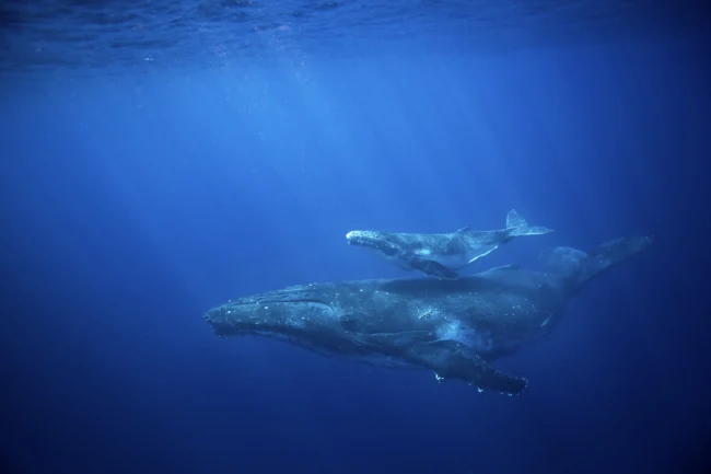 humpback whale and her calf in Fiji's Beqa Lagoon