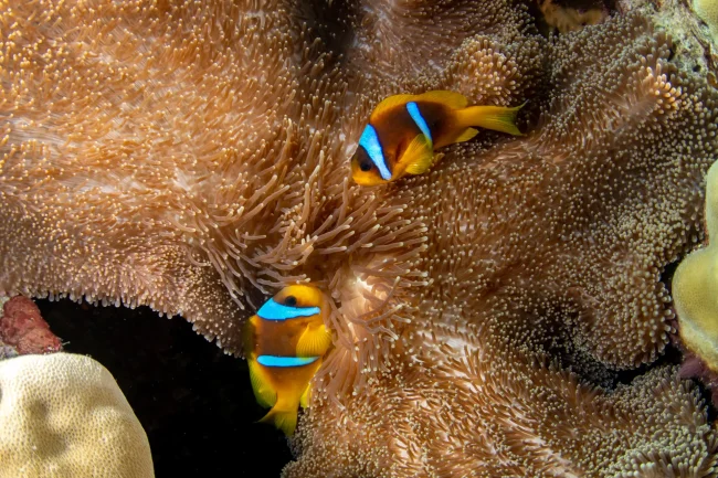 clownfish living in an anemone in Fiji
