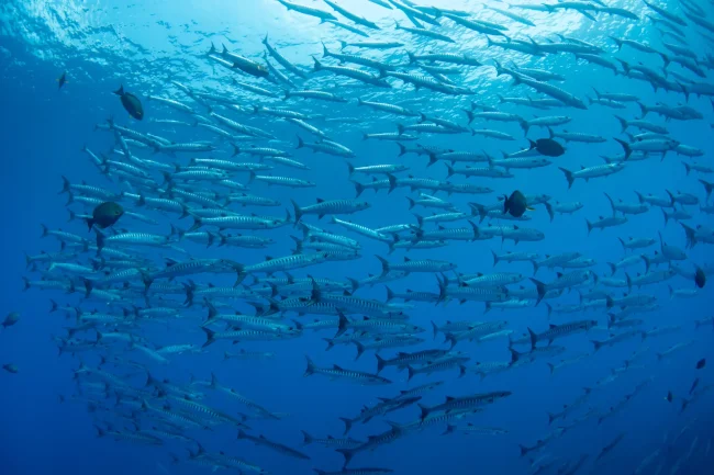 school of barracuda in Fiji