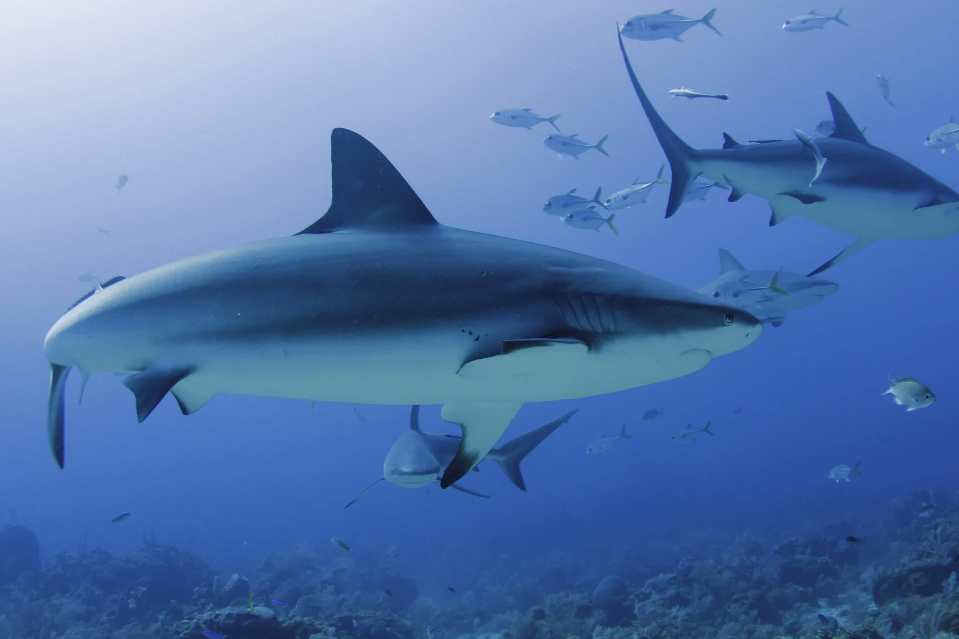 bull sharks in the blue of Fiji's Beqa Lagoon