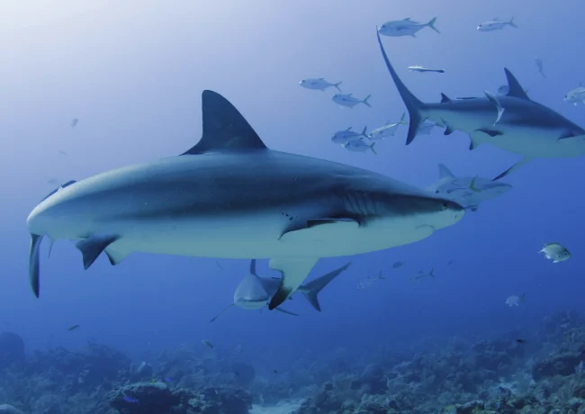 The Colosseum Beqa Lagoon bull sharks in the blue of Fiji's Beqa Lagoon