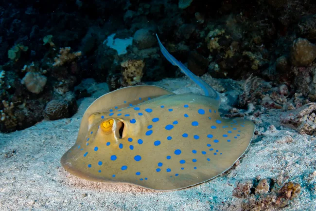 blue spotted ray in Fiji