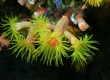 marine invertebrate examples in Fiji